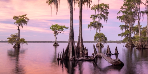 Mac Stone Cypress knees