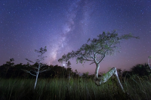 Mac Stone tree with stars