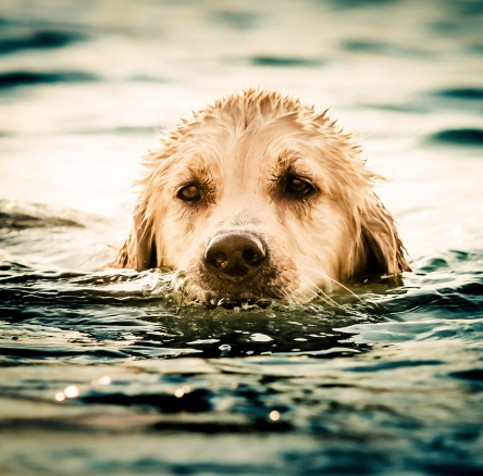 Dog in water 