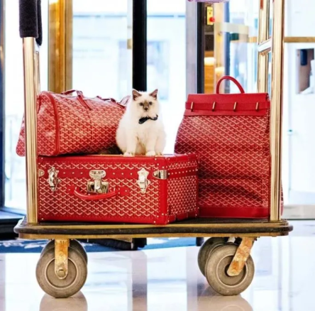white cat sitting on red luggage in the lobby of hotel